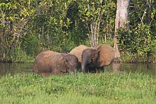 A female with her calf drinking from a spring Elephant mother and calves (6841454314).jpg