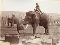 Sloni při práci v Rangúnu, 1907