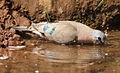 Emerald-spotted Wood Dove, Turtur chalcospilos at uMkhuze Game Reserve, kwaZulu-Natal, South Africa (15416036886).jpg