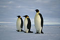 פינגווינים קיסריים