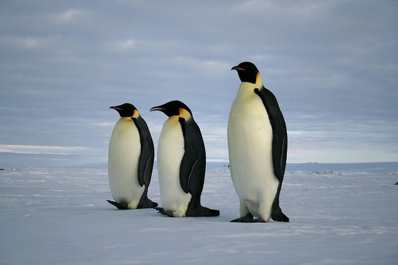 File:Emperor penguins (1).jpg