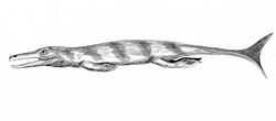 Enaliosuchus BW.jpg