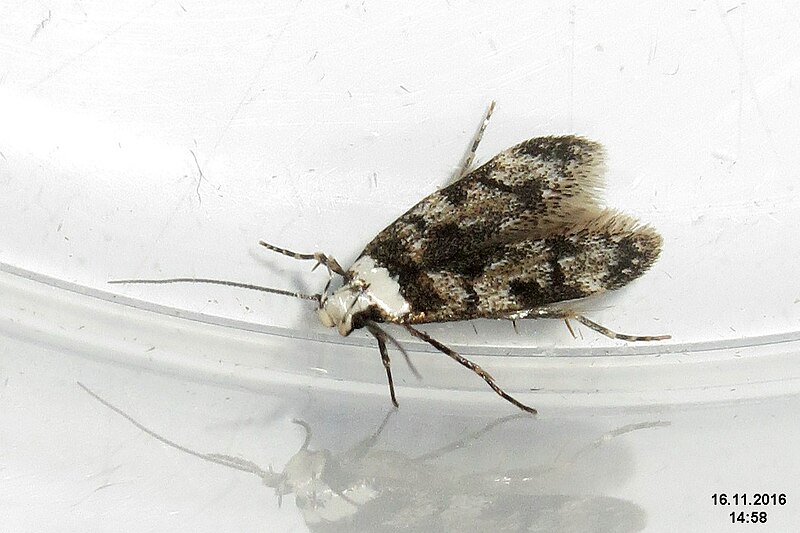 File:Endrosis sarcitrella (32191567164).jpg