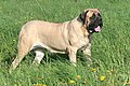 A plethora of experts in one of the most respected journals say the Glen of Imaal shares a more recent common ancestor with molosser such as this English Mastiff, then the other British Isles wire-haired vermin-hunting terriers. This is very strange, don't you agree?