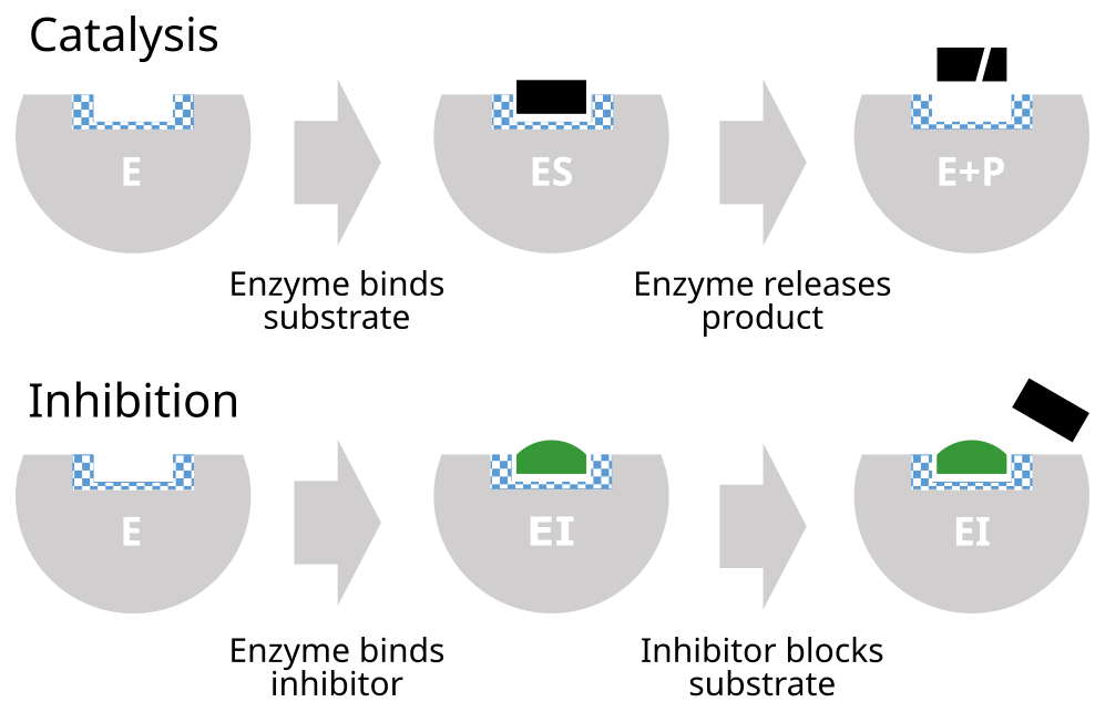 Enzyme Inhibitor-avatar