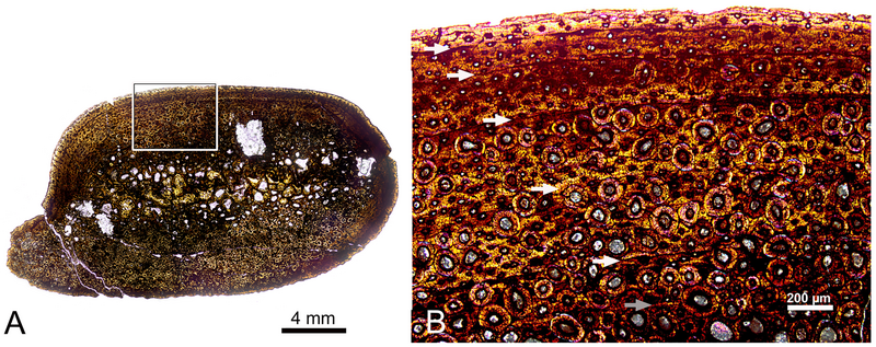 File:Eolambia histology.png