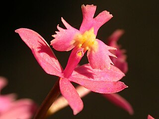 <i>Epidendrum <span style="font-style:normal;">subsect.</span> Tuberculata</i> Group of orchids
