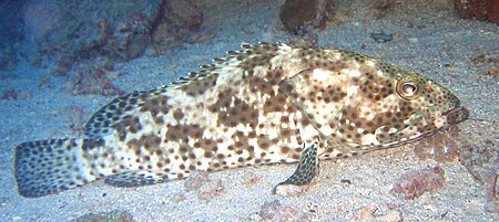 Epinephelus polyphekadion5.jpg