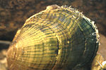 Thumbnail for Oyster mussel