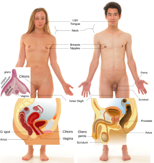 <span class="mw-page-title-main">Erogenous zone</span> Area of heightened sensitivity of the body, touching which may elicit a sexual response