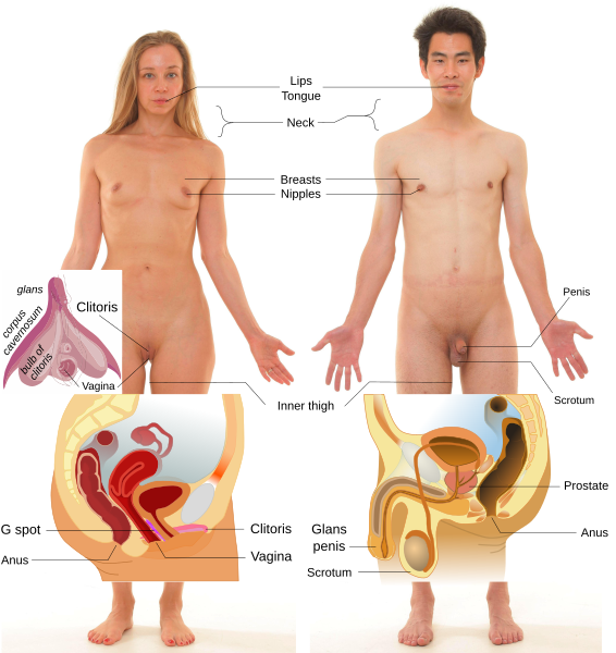 File:Erogenous zones.svg