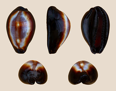 Erronea onyx