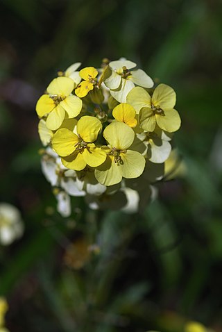 <i>Erysimum franciscanum</i> Species of flowering plant