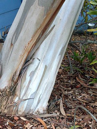 bark Eucalyptus burgessiana base.JPG