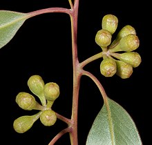 Flower buds Eucalyptus concinna - Flickr - Kevin Thiele (1).jpg