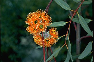 flowers Eucalyptus miniata flowers.jpg