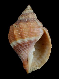 <i>Euclia</i> genus of molluscs