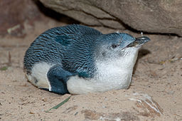 Eudyptula minor -Featherdale Wildlife Park, Doonside, Sydney, Australia-8