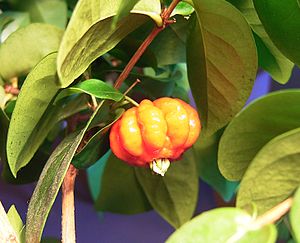 Surinam cherry (Eugenia uniflora)