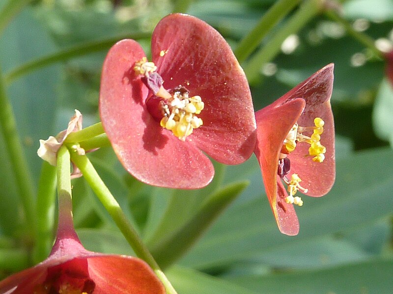 File:Euphorbia atropurpurea (Euphorbiaceae) flower.jpg