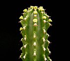 Euphorbia royleana ies.jpg
