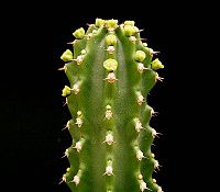 Euphorbia royleana