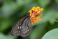 Euploea algea (commons, cat)