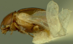 Miniatura para Eupsilobiidae