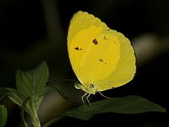 托米黃粉蝶 Eurema tominia