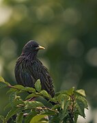 European Starling