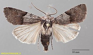 <i>Euxoa sculptilis</i> Species of moth