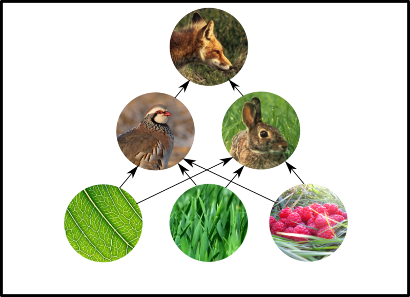 File:Example trophic web fox partridge rabbit and plants.png
