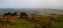 Drie kleine bruine paarden op grasrijk gebied.  In de verte zijn heuvels.