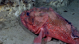 <span class="mw-page-title-main">Atlantic thornyhead</span> Species of fish