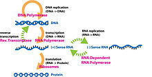 This image shows an example of the central dogma using a DNA strand being transcribed then translated and showing important enzymes used in the processes. Extended Central Dogma with Enzymes.jpg