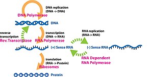 The extended central dogma of molecular biology includes all the cellular processes involved in the flow of genetic information Extended Central Dogma with Enzymes.jpg