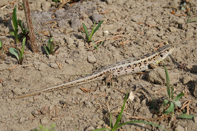 File:Fürge gyík (Lacerta agilis).jpeg