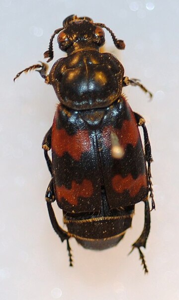 Nicrophorus japonicus