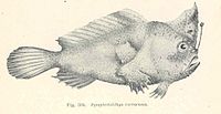 Sympterichthys unipennis