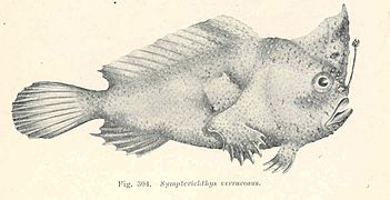 Warty handfish, Thymichthys verrucosus