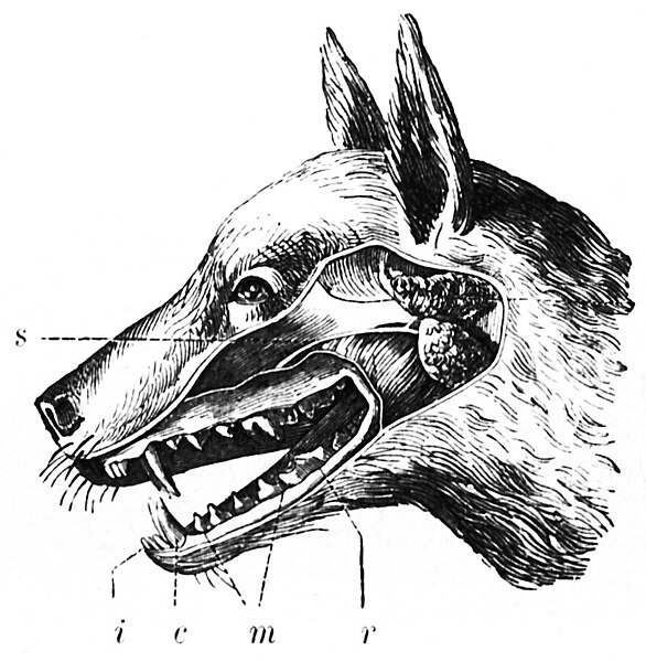 File:Fabre - Les auxiliaires (1890)-p011.jpg