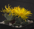 Faucaria