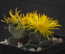 Faucaria tigrina Blüte 006.png