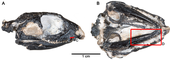 Fossilized skull in multiple views of the Permian primitive reptile Feeserpeton Feeserpeton cropped.png
