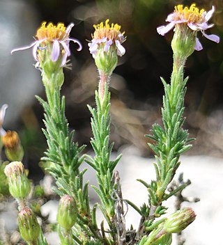 <i>Felicia canaliculata</i> A shrublet in the daisy family from South Africa