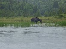 Female moose on the Amable du Fond River in Algonquin Female Moose Algonquin.jpg