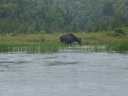 Female moose on the Amable du Fond River in Algonquin