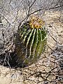 Ferocactus townsendianus