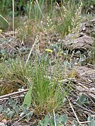 Festuca filiformis