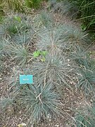 Festuca glauca.